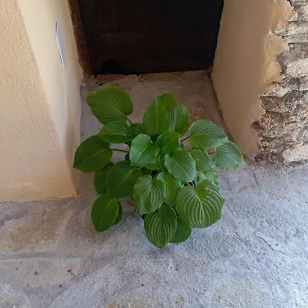 Vakantieboerderij U' Spigu Nonna Annetta Nasino